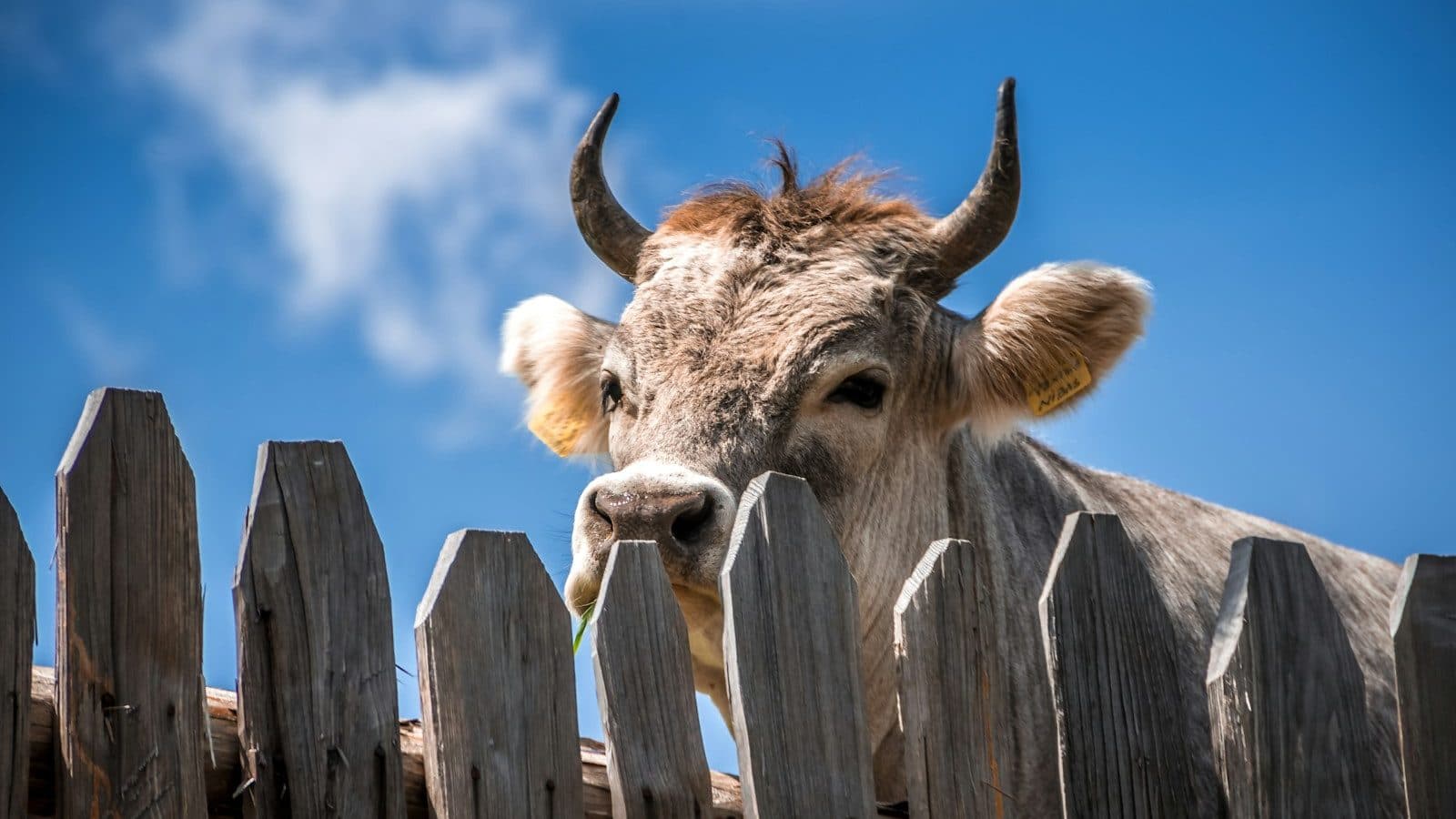 cattle behind fence